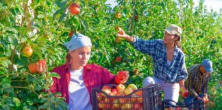 SE SOLICITA TRABAJADOR AGRÍCOLA PARA COSECHA DE FRUTA (TIEMPO COMPLETO)