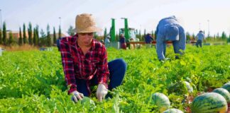SE REQUIERE AYUDANTE DE GRANJA PARA LABORES GENERALES EN COSECHA DE ALIMENTOS ORGÁNICOS