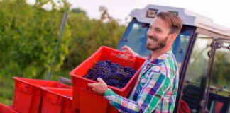 SE REQUIERE TRABAJADOR DE CAMPO CON MÍNIMA EXPERIENCIA PARA RECOLECCIÓN Y EMPAQUE DE MORAS