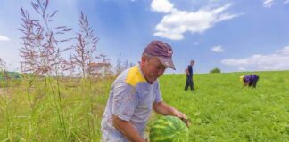SE SOLICITA TRABAJADOR AGRÍCOLA PARA RECOLECCIÓN Y ENVASADO DE SANDÍAS, NO SE REQUIERE EXPERIENCIA