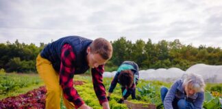 SE SOLICITA PEÓN AGRÍCOLA PARA RECOLECCIÓN DE VERDURAS (MEDIO TIEMPO)