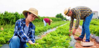 SE SOLICITA OPERARIO/A AGRÍCOLA PARA RECOLECCIÓN DE FRUTA (DISPONIBILIDAD LOS FINES DE SEMANA)