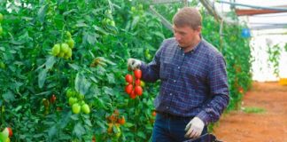 SE SOLICITA TRABAJADOR AGRÍCOLA PARA RECOLECCIÓN DE FRUTAS Y VERDURAS (CON O SIN EXPERIENCIA)