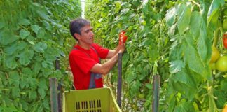 SE SOLICITA TRABAJADOR AGRÍCOLA PARA RECOLECCIÓN DE PRODUCTOS (CON O SIN EXPERIENCIA)