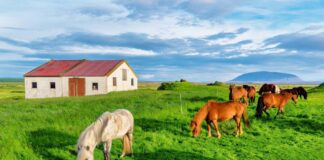 SE SOLICITA TRABAJADOR GANADERO CON MÍNIMA EXPERIENCIA PARA CUIDADO DE CABALLOS