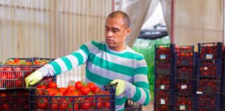 SE REQUIERE EMPACADOR PARA CLASIFICACIÓN Y ETIQUETADO DE TOMATES, NO SE REQUIERE EXPERIENCIA