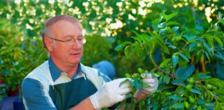SE SOLICITA PEÓN DE JARDINERÍA PARA CUIDADO Y PODADO DE ZONAS VERDES (CON O SIN EXPERIENCIA)