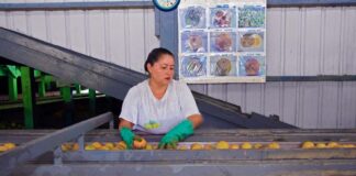 SE REQUIERE PELADOR/A DE FRUTA PARA ENVASADO Y CONTROL DE CALIDAD DE PRODUCTOS