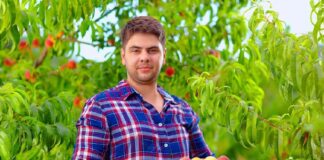 SE SOLICITA TRABAJADOR AGRÍCOLA PARA RECOLECCIÓN DE MANZANAS, NO SE REQUIERE EXPERIENCIA