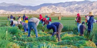 SE SOLICITA PEÓN AGRÍCOLA PARA RECOLECCIÓN DE PRODUCTOS, NO SE REQUIERE EXPERIENCIA