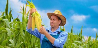 SE SOLICITA TRABAJADOR AGRÍCOLA PARA COSECHA DE TRIGO Y CAÑA DE AZÚCAR