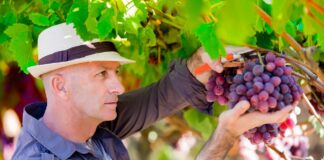 SE REQUIERE TRABAJADOR AGRÍCOLA PARA COSECHA DE FRUTAS Y VERDURAS, NO SE REQUIERE EXPERIENCIA
