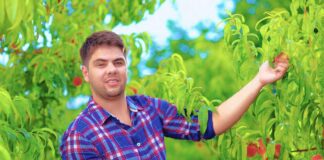 SE SOLICITA PEÓN AGRÍCOLA PARA RECOLECCIÓN DE FRUTAS (HOMBRE Y/O MUJER)