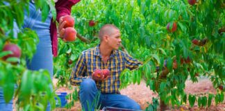 SE REQUIERE PEÓN AGRÍCOLA TEMPORAL PARA RECOLECCIÓN DE FRUTAS