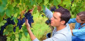 SE SOLICITA TRABAJADOR AGRÍCOLA PARA LABORES DE RIEGO Y COSECHA DE PRODUCTOS (CON O SIN EXPERIENCIA)