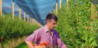 SE SOLICITA TRABAJADOR AGRÍCOLA CON MÍNIMA EXPERIENCIA PARA COSECHA DE MANZANAS
