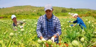SE REQUIERE TRABAJADOR AGRÍCOLA PARA RECOLECCIÓN DE FRUTAS (CON O SIN EXPERIENCIA)