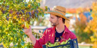 SE REQUIERE PEONES AGRÍCOLAS PARA COSECHA DE PRODUCTOS, JORNADA COMPLETA