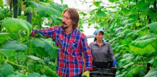 SE REQUIERE TRABAJADOR AGRÍCOLA PARA COSECHA DE FRUTAS Y VEGETALES, NO SE REQUIERE EXPERIENCIA