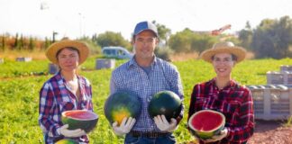 SE SOLICITA TRABAJADOR AGRÍCOLA PARA RECOLECCIÓN Y EMBALAJE DE SANDÍAS