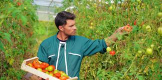 SE SOLICITA TRABAJADOR AGRÍCOLA PARA RIEGO Y CONTROL DE CALIDAD DE PRODUCTOS, NO SE REQUIERE EXPERIENCIA