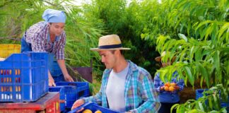 SE SOLICITA TRABAJADOR AGRÍCOLA PARA COSECHA DE FRUTAS (CON O SIN EXPERIENCIA)