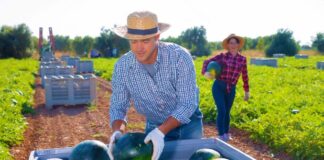 SE SOLICITA TRABAJADORES AGRÍCOLAS PARA COSECHA DE SANDÍA, NO SE REQUIERE EXPERIENCIA
