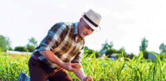 SE SOLICITA TRABAJADOR AGRÍCOLA PARA COSECHA DE PAPAS Y TRIGO (MÍNIMA EXPERIENCIA)