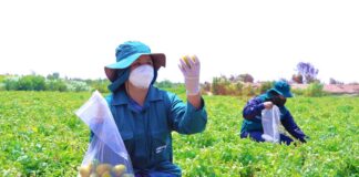 SE REQUIERE PEÓN AGRÍCOLA PARA PREPARACIÓN DE TERRENO Y MANTENIMIENTO DE PLANTAS EN FINCA