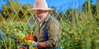 SE SOLICITA TRABAJADORES DE CAMPO CON MÍNIMA EXPERIENCIA PARA COSECHA DE HORTALIZAS