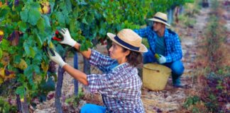 SE SOLICITA PEÓN/A AGRÍCOLA PARA RECOLECCIÓN DE UVA (5 DÍAS A LA SEMANA)