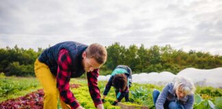 SE SOLICITA PEONES AGRÍCOLAS DE TIEMPO COMPLETO (HOMBRE Y/O MUJER)