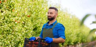 SE SOLICITA TRABAJADOR AGRÍCOLA PARA COSECHA DE FRUTAS, NO SE REQUIERE EXPERIENCIA