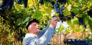 SE SOLICITA TRABAJADOR AGRÍCOLA PARA COSECHA DE ARÁNDANOS (CON O SIN EXPERIENCIA)