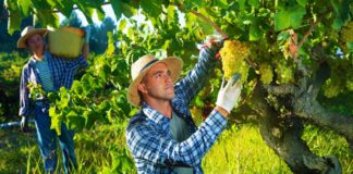 SE SOLICITA PEÓN AGRÍCOLA PARA RECOLECCIÓN DE UVAS EN COSECHA, NO SE REQUIERE EXPERIENCIA