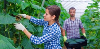 SE REQUIERE TRABAJADOR AGRÍCOLA PARA COSECHA DE HORTALIZAS, NO SE REQUIERE EXPERIENCIA