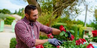 SE SOLICITA JARDINERO PARA MANTENIMIENTO DE CÉSPED Y ARBUSTOS, NO SE REQUIERE EXPERIENCIA