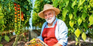 SE SOLICITA TRABAJADOR AGRÍCOLA PARA COSECHA DE PRODUCTOS (CON O SIN EXPERIENCIA)