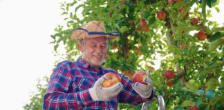 SE SOLICITA TRABAJADOR AGRÍCOLA CON O SIN EXPERIENCIA PARA COSECHA DE FRUTAS