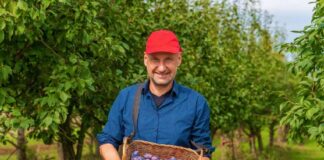 SE SOLICITA TRABAJADOR AGRÍCOLA PARA RIEGO Y RECOLECCIÓN DE FRUTAS EN COSECHA, NO SE REQUIERE EXPERIENCIA