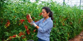 SE SOLICITA PEONES DE CAMPO PARA RECOLECCIÓN DE PRODUCTOS EN FINCA