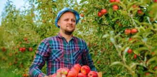 SE SOLICITA TRABAJADOR AGRÍCOLA PARA RECOLECCIÓN DE FRUTAS EN COSECHA, NO SE REQUIERE EXPERIENCIA