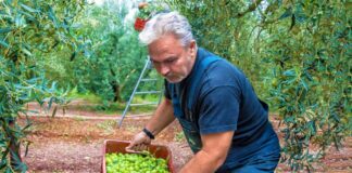 SE SOLICITA PEÓN AGRÍCOLA PARA RECOLECCIÓN DE ACEITUNAS EN CESTAS