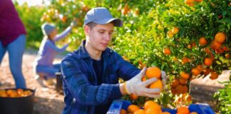 SE REQUIERE PEÓNES AGRÍCOLAS PARA RECOLECCIÓN DE FRUTAS