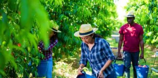 SE REQUIERE TRABAJADOR AGRÍCOLA PARA COSECHA DE FRUTAS (CON O SIN EXPERIENCIA)