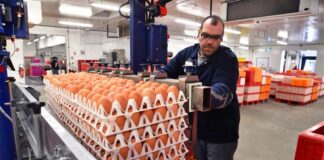 SE REQUIERE EMPACADOR DE HUEVOS PARA CONTROL DE CALIDAD DE PRODUCTOS