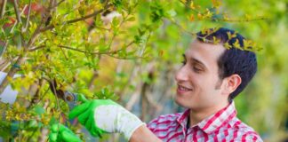 SE SOLICITA AUXILIAR DE JARDINERIA PARA MANTENIMIENTO DE ÁREAS VERDES, JORNADA COMPLETA