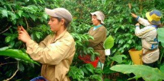 SE REQUIERE PEONES DE CAMPO PARA CONTROL DE CALIDAD Y RECOLECCIÓN DE CAFÉ