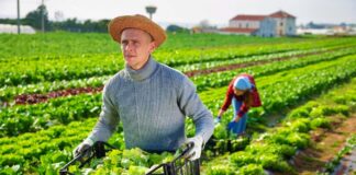 SE REQUIERE PEONES AGRÍCOLAS PARA LABORES GENERALES EN INVERNADEROS (HOMBRE Y/O MUJER)