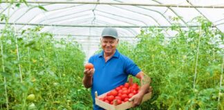 SE REQUIERE PEÓN AGRÍCOLA PARA PREPARACIÓN DE TERRENO Y RECOLECCIÓN DE FRUTAS EN CAMPO